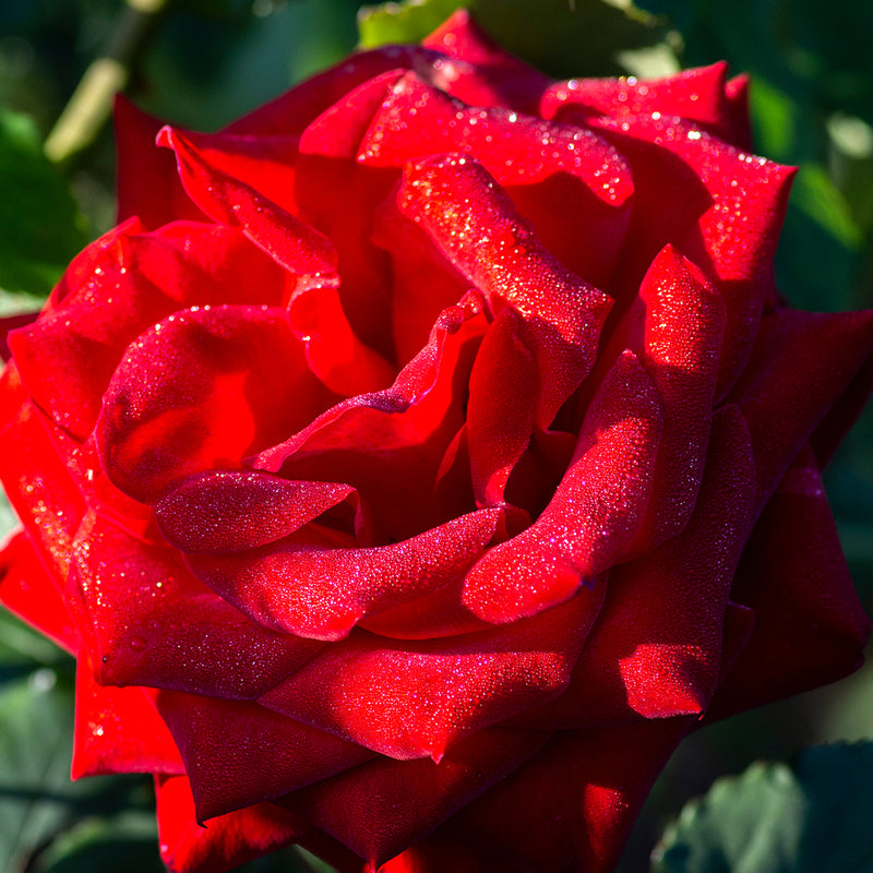 Olympiad Hybrid Tea Rose