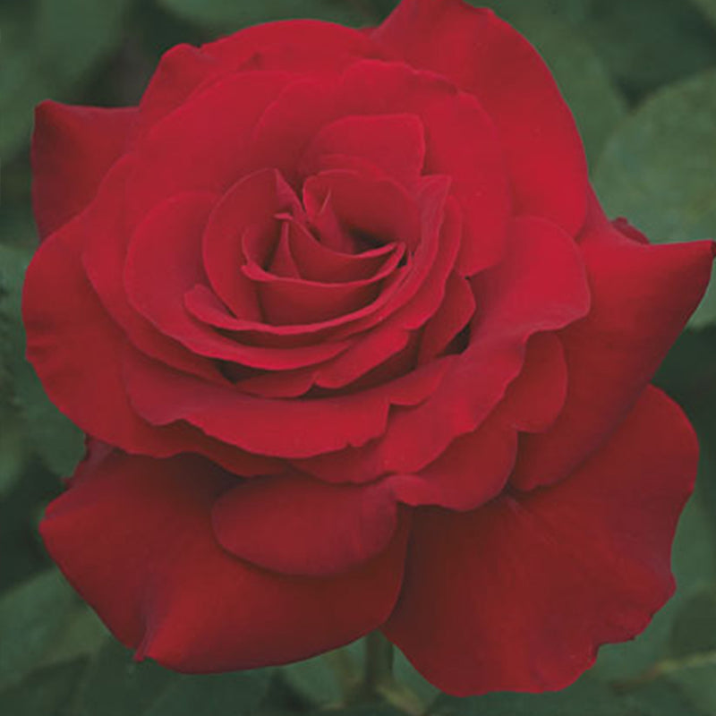 Opening Night Hybrid Tea Rose