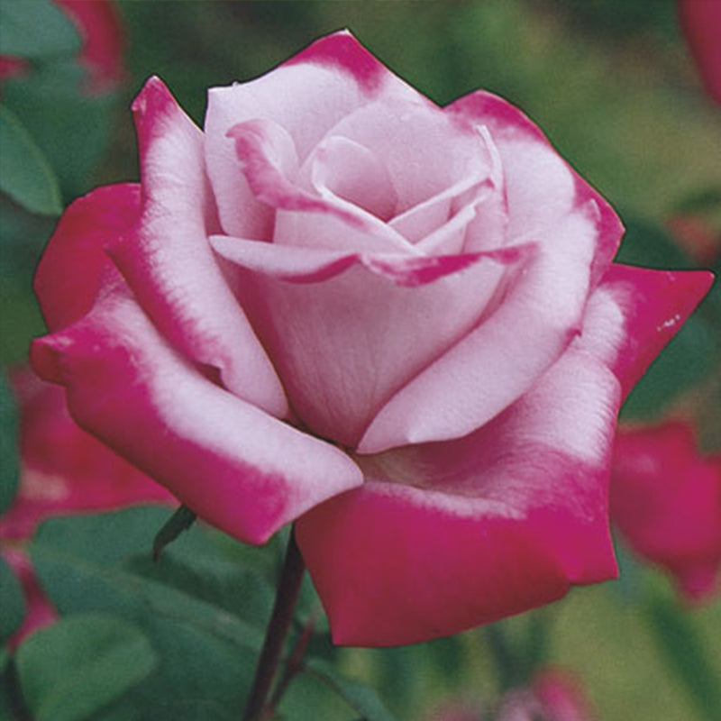 Paradise Hybrid Tea Rose