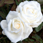 Queen Mary 2 Hybrid Tea Rose