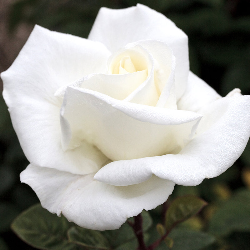 Queen Mary 2 Hybrid Tea Rose