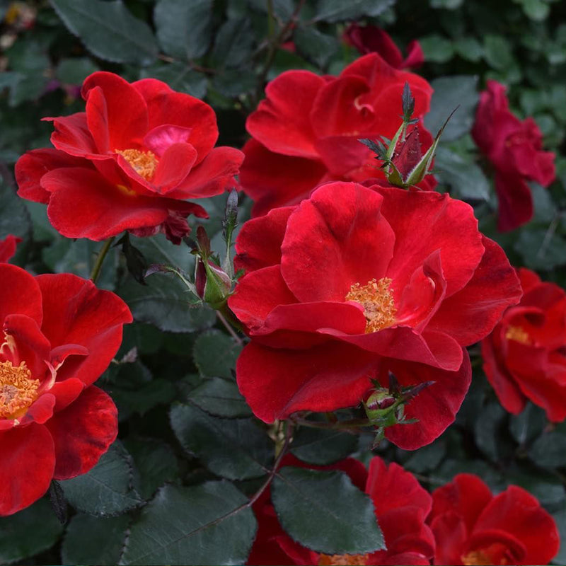 Miracle on the Hudson Shrub Rose