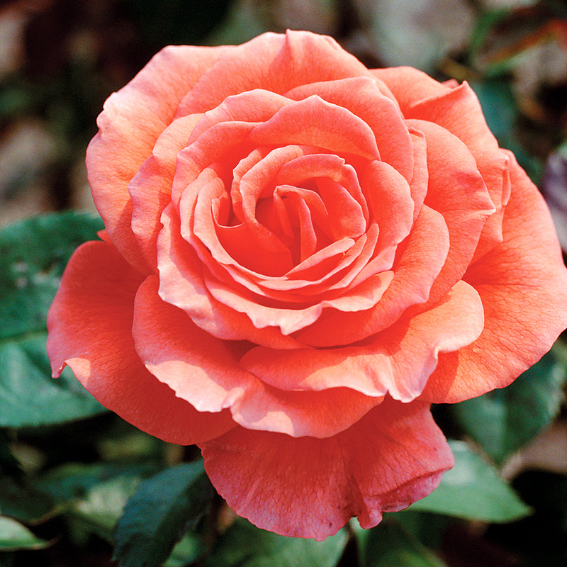 Tropicana Hybrid Tea Rose