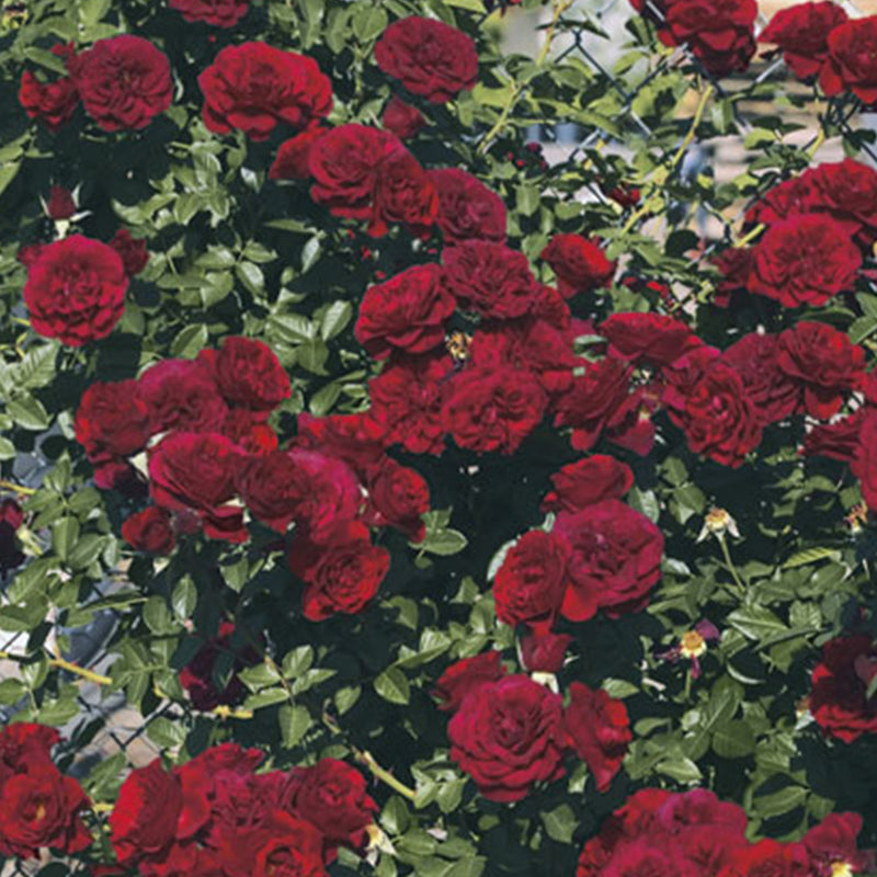 Valentines Day Climbing Rose