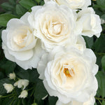 White Veranda® Floribunda Rose