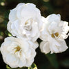 White Veranda® Floribunda Rose