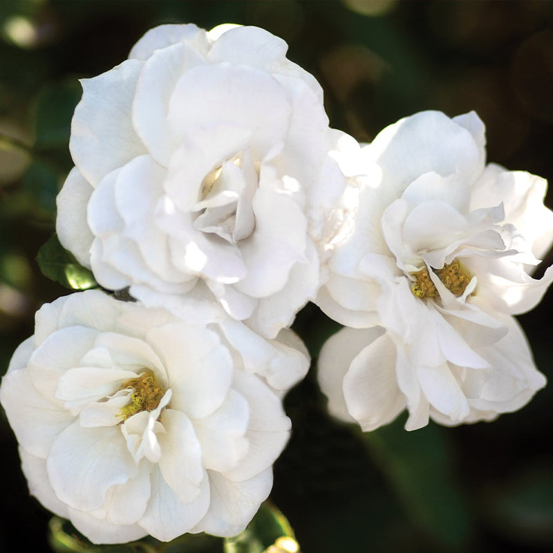 White Veranda® Floribunda Rose