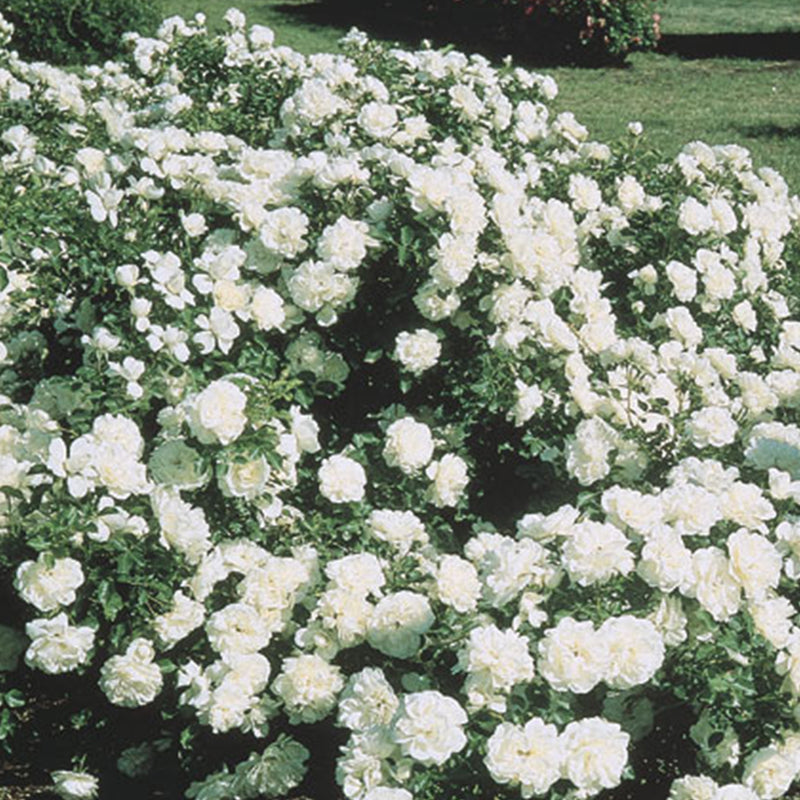 White Meidiland Shrub Rose