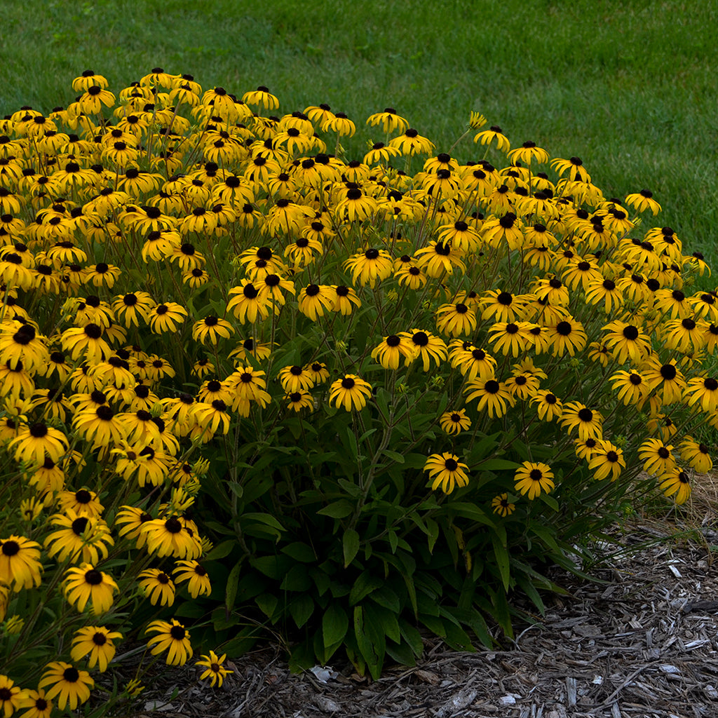 American Gold Rush Black-Eyed Susan