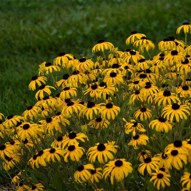 American Gold Rush Black-Eyed Susan