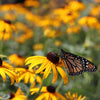 Goldsturm Black Eyed Susan