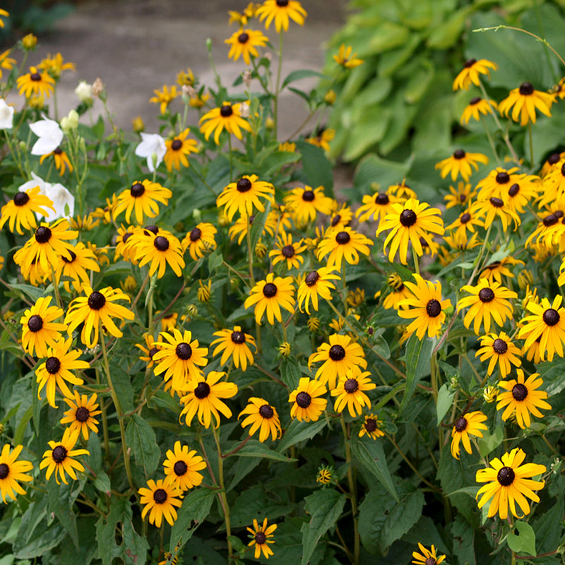 Goldsturm Black Eyed Susan
