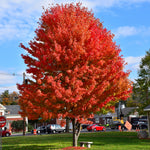 Autumn Splendor Sugar Maple