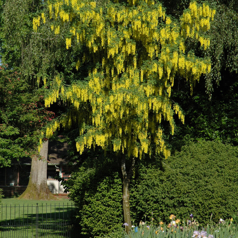 Golden Chain Tree