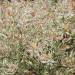 Flamingo Dappled Willow Tree