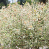 Flamingo Dappled Willow Tree