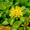 Russian Sedum