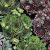 Hens and Chicks