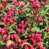 Red Sonic Bloom Weigela