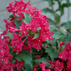 Red Sonic Bloom Weigela