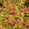 Goldflame Spirea