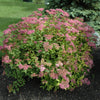 Goldflame Spirea