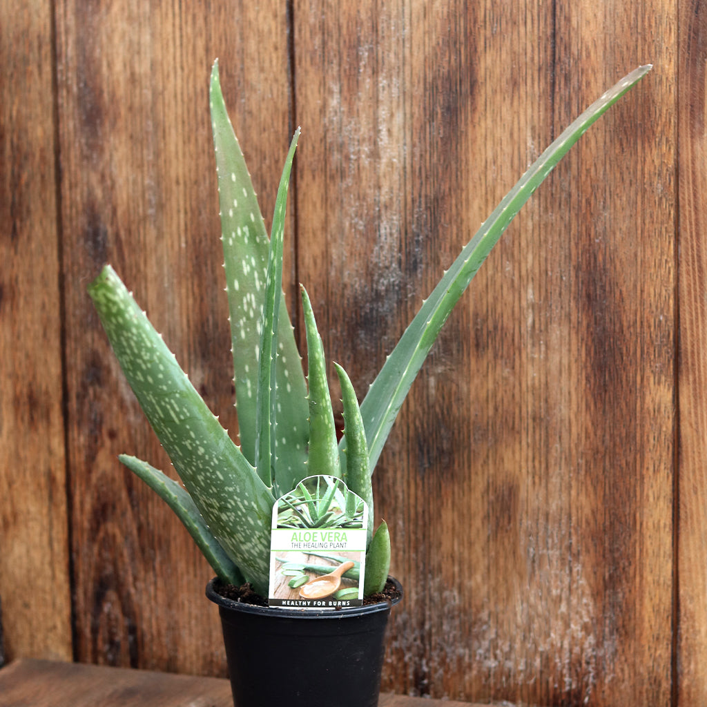 where to buy large aloe vera plant Aloe Vera – Ray Wiegand's Nursery & Garden Center