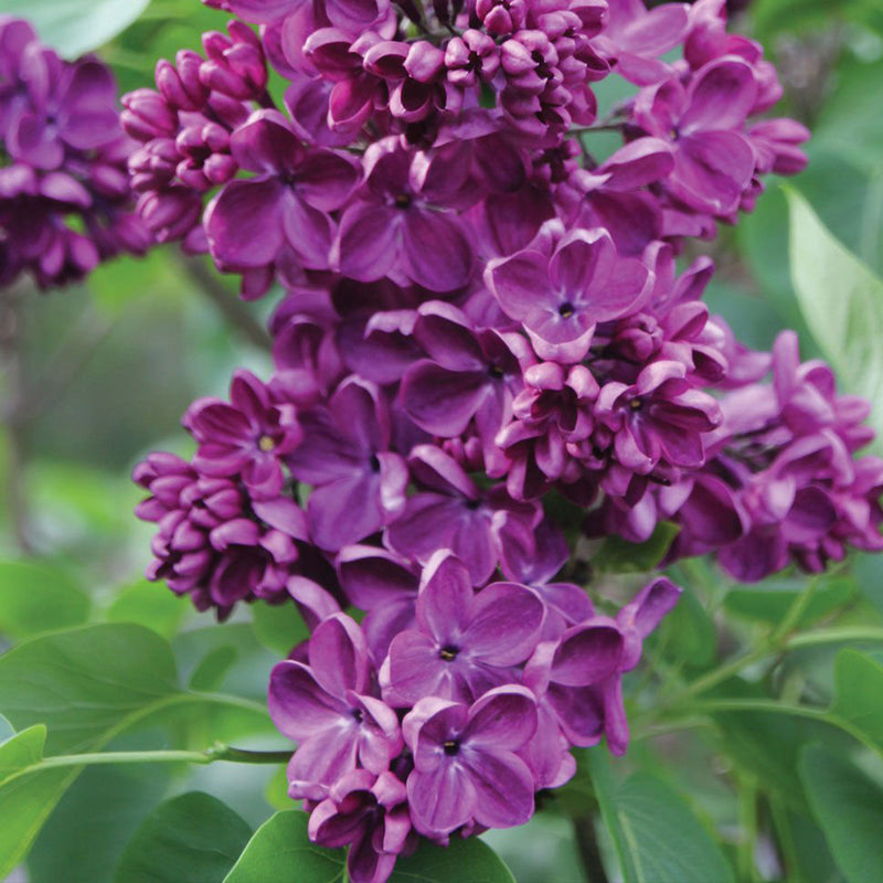 Yankee Doodle Lilac