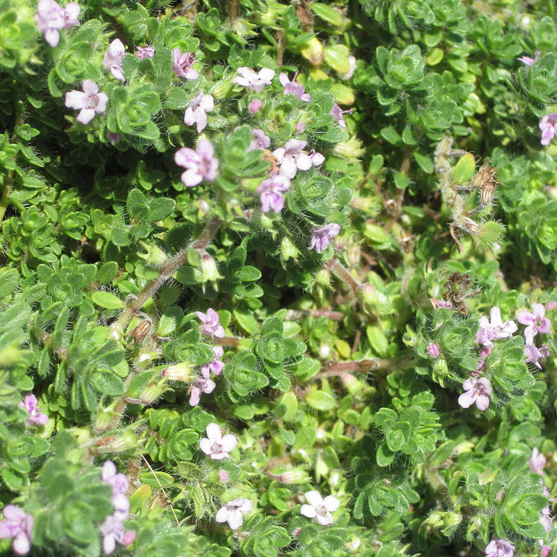 Pink Chintz Thyme