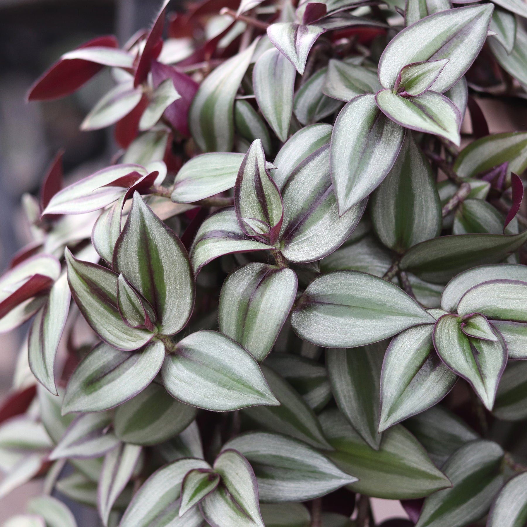 wandering jew herbicide Wandering Jew – Ray Wiegand's Nursery & Garden Center