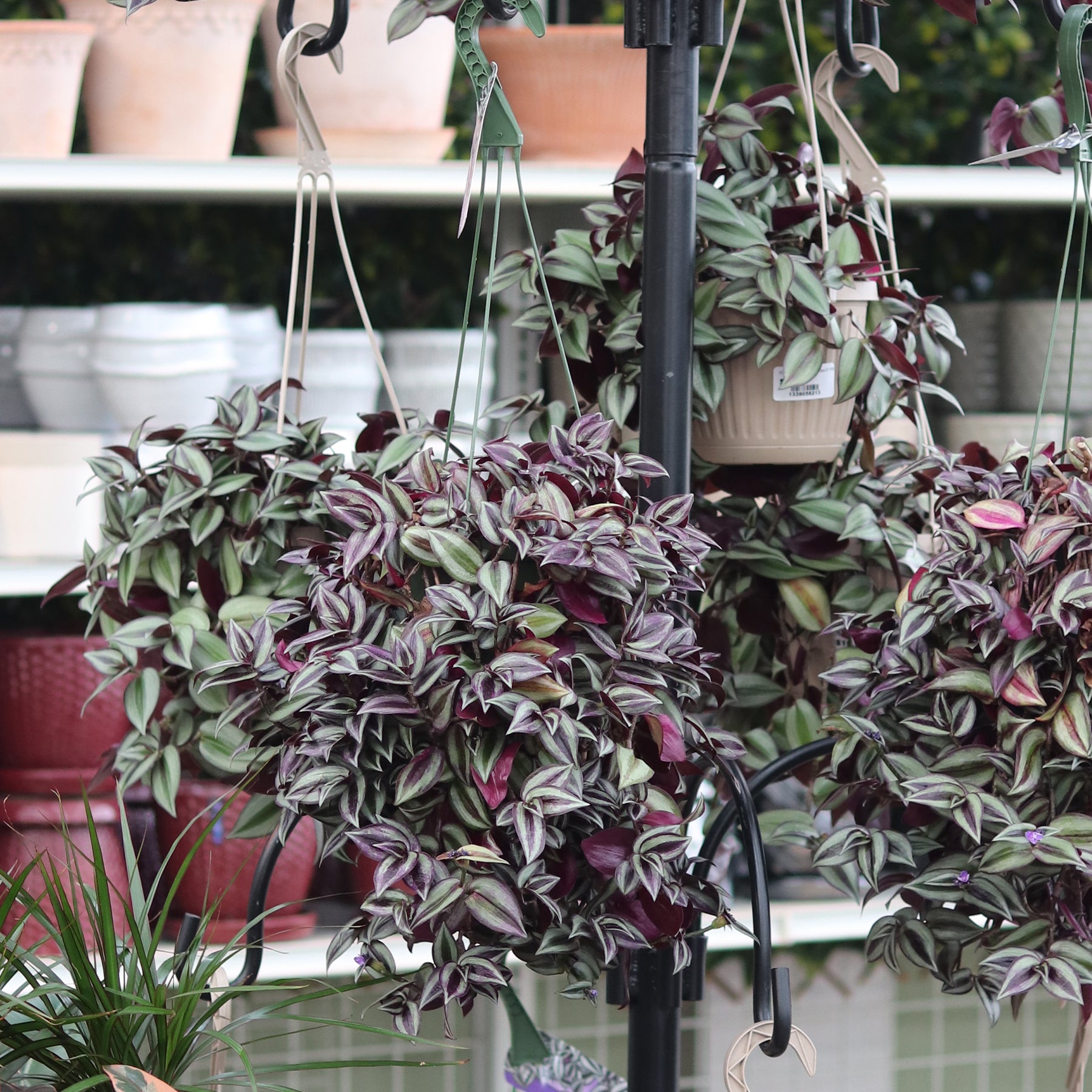 house plant called wandering jew Wandering Jew – Ray Wiegand's Nursery & Garden Center