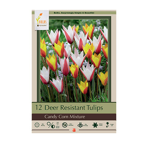 Tulip Candy Corn Mixture