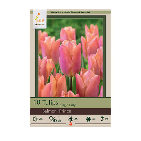 Tulip Salmon Prince