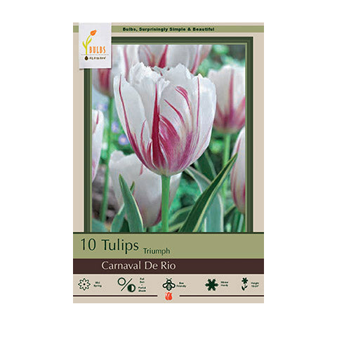 Tulip Carnaval de Rio