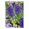 Hyacinth Blue Jacket