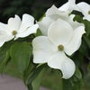 Venus Dogwood