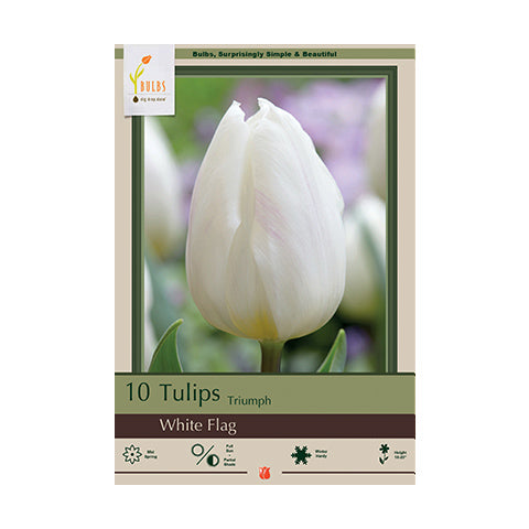 Tulip White Flag