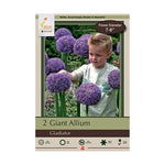 Allium Gladiator