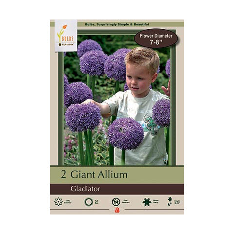 Allium Gladiator