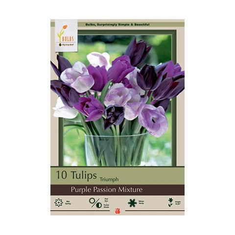 Tulip Purple Passion Mixture
