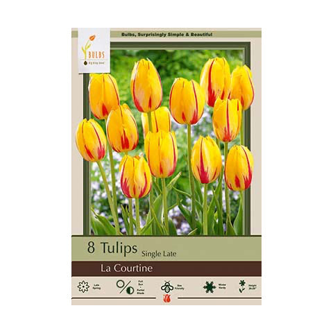 Tulip La Courtine