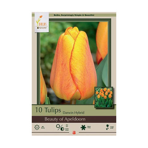 Tulip Beauty of Apeldoorn