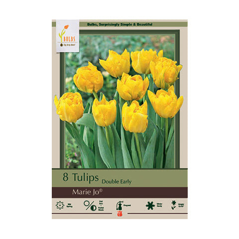 Tulip Marie Jo