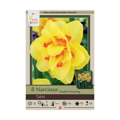 Narcissus Tahiti