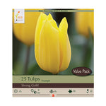 Tulip Strong Gold