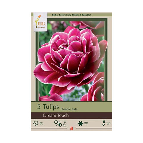 Tulip Dream Touch