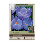 Crocus Remembrance