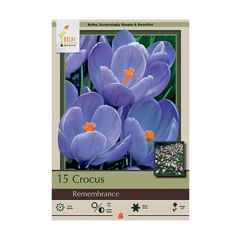 Crocus Remembrance