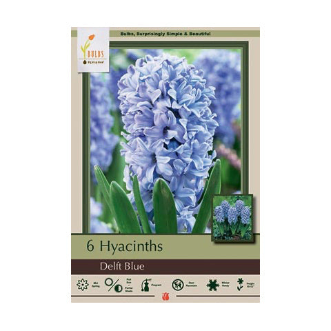Hyacinth Delft Blue