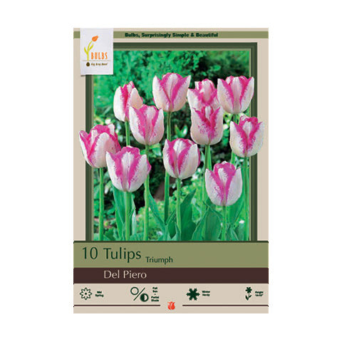 Tulip Del Piero